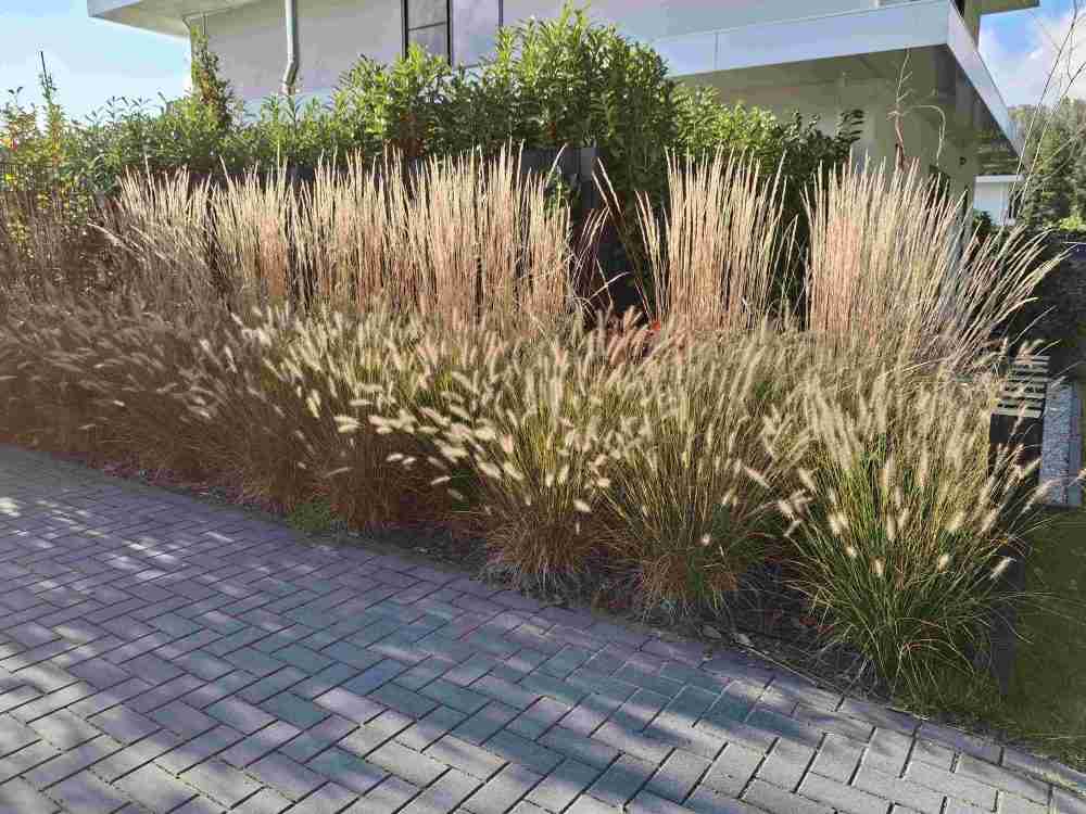 beplanting_siergras_oprit